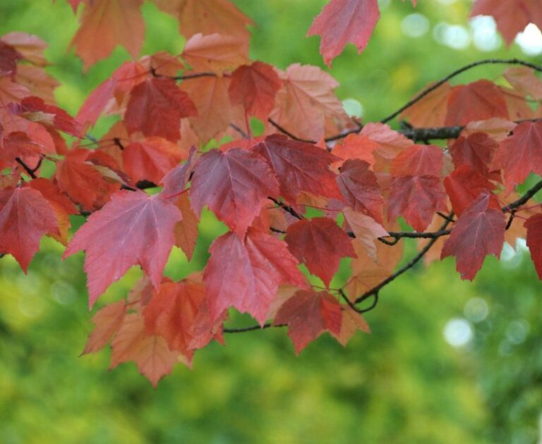 Rot-Ahorn (Acer rubrum 'October Glory')