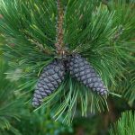 Pinus leucodermis и Pinus leucodermis ‘Compact Gem’ — сосна Гельдрейха, или боснийская сосна