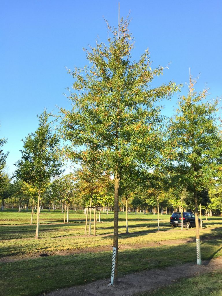 Quercus phellos - die Weidenblättrige Eiche