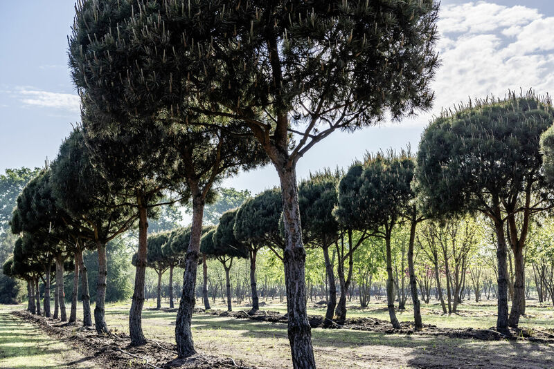 Pinus sylvestris - Die Waldkiefer/Föhre - Zukunftsbaum