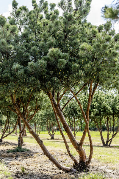 Pinus sylvestris - Die Waldkiefer/Föhre - Zukunftsbaum