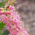 Clethra alnifolia – Клетра ольхолистная