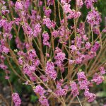 Daphne mezereum — Волчеягодник обыкновенный