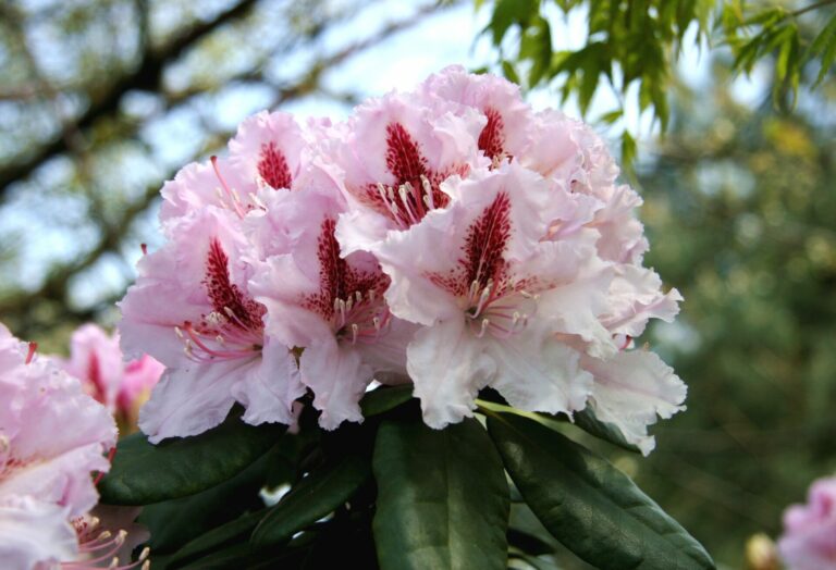 Rhododendron 'Le Progres'