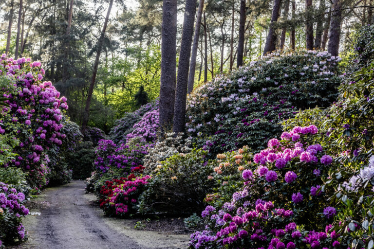 Rhododendronpark Gristede __