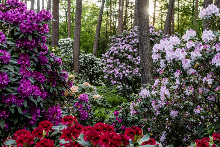 Rhododendronpark Gristede in Blüte