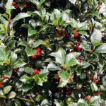 Ilex x meserveae ‘Heckenfee’ – Падуб х мезерва ‘Heckenfee’ – декоративные плоды к Рождеству