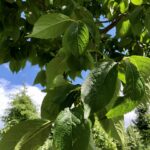 Eucommia ulmoides – Chinesischer Guttaperchabaum oder auch Gummiulme