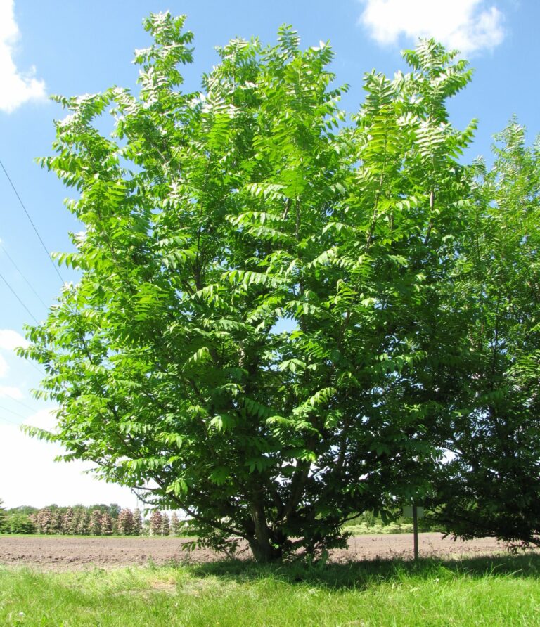 Pterocarya Fraxinifolia Die Fl gelnuss Bruns Pflanzen pterocarya-fraxinifolia-die-fl-gelnuss-bruns-pflanzen
