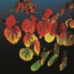 Cercidiphyllum japonicum – der Kuchenbaum