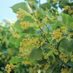 Tilia platyphyllos, die Sommerlinde