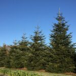 Abies nordmanniana – пихта Нордмана — излюбленное рождественское дерево Европы