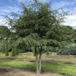 Tsuga canadensis – Kanadische Hemlocktanne