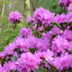 Rhododendron ‘P.J. Mezitt’ — Рододендрон ‘P.J. Mezitt’