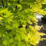 Pflanze des Monats August