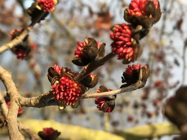 Parrotia persica – der Eisenholzbaum – Bruns Pflanzen