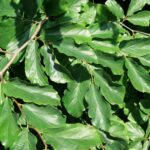 Parrotia persica – der Eisenholzbaum