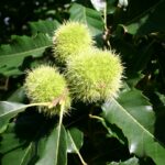 Castanea sativa, die Esskastanie oder Marone