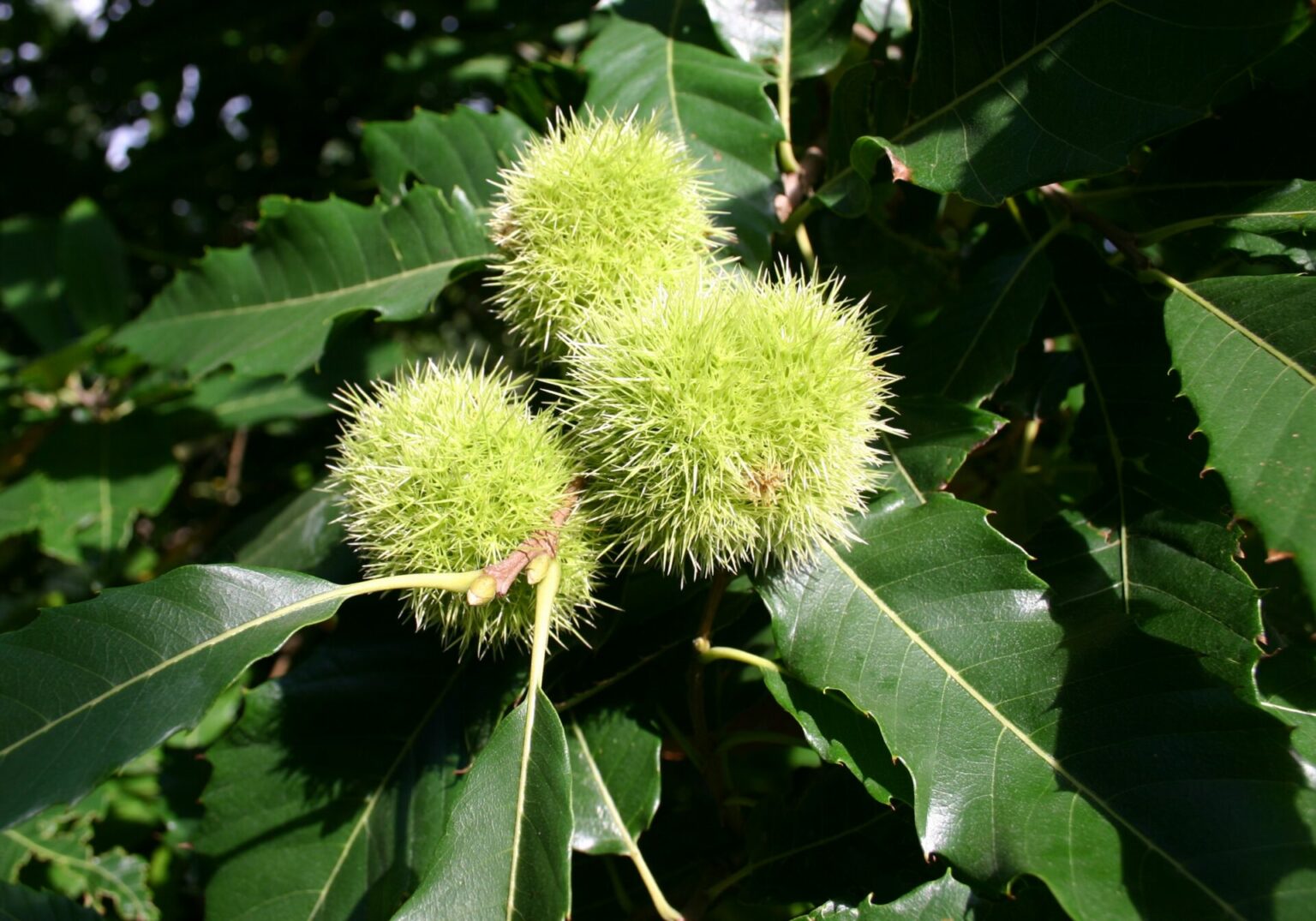 Castanea sativa, die Esskastanie oder Marone Bruns Pflanzen