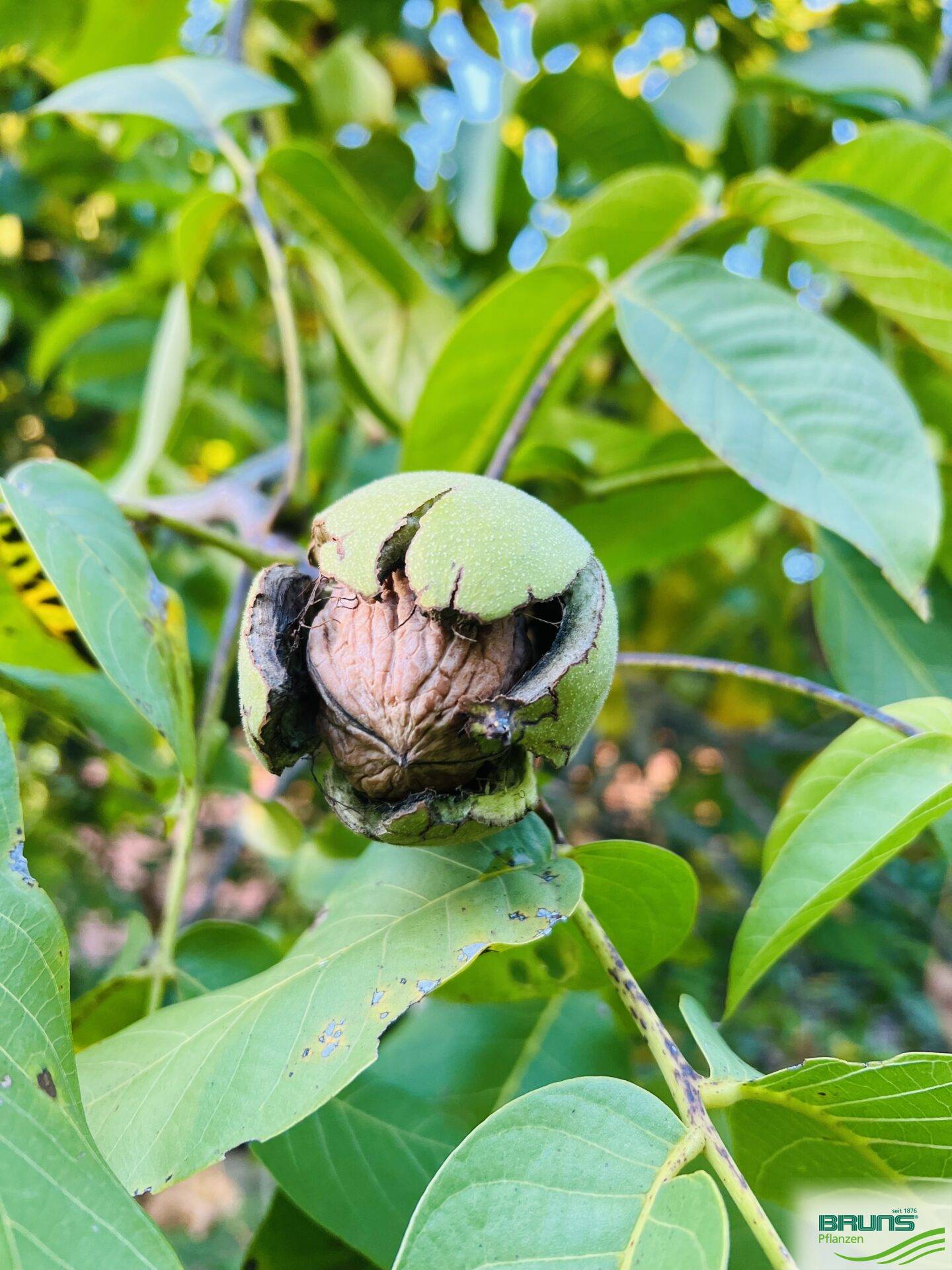 Juglans regia, die Walnuss – Bruns Pflanzen Juglans regia, die Walnuss – Bruns Pflanzen