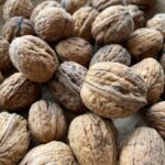 Juglans regia, die Walnuss