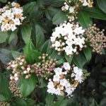 Viburnum tinus