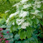 Cornus controversa, der Pagodenhartriegel