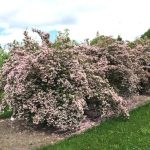 Kolkwitzia amabilis – Perlmuttstrauch