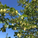 Ostrya carpinifolia, die Hopfenbuche