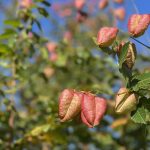 Koelreuteria paniculata, der Blasenbaum oder Lampionbaum