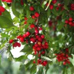 Cornus mas, die Kornelkirsche