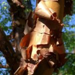 Acer griseum, der Zimtahorn