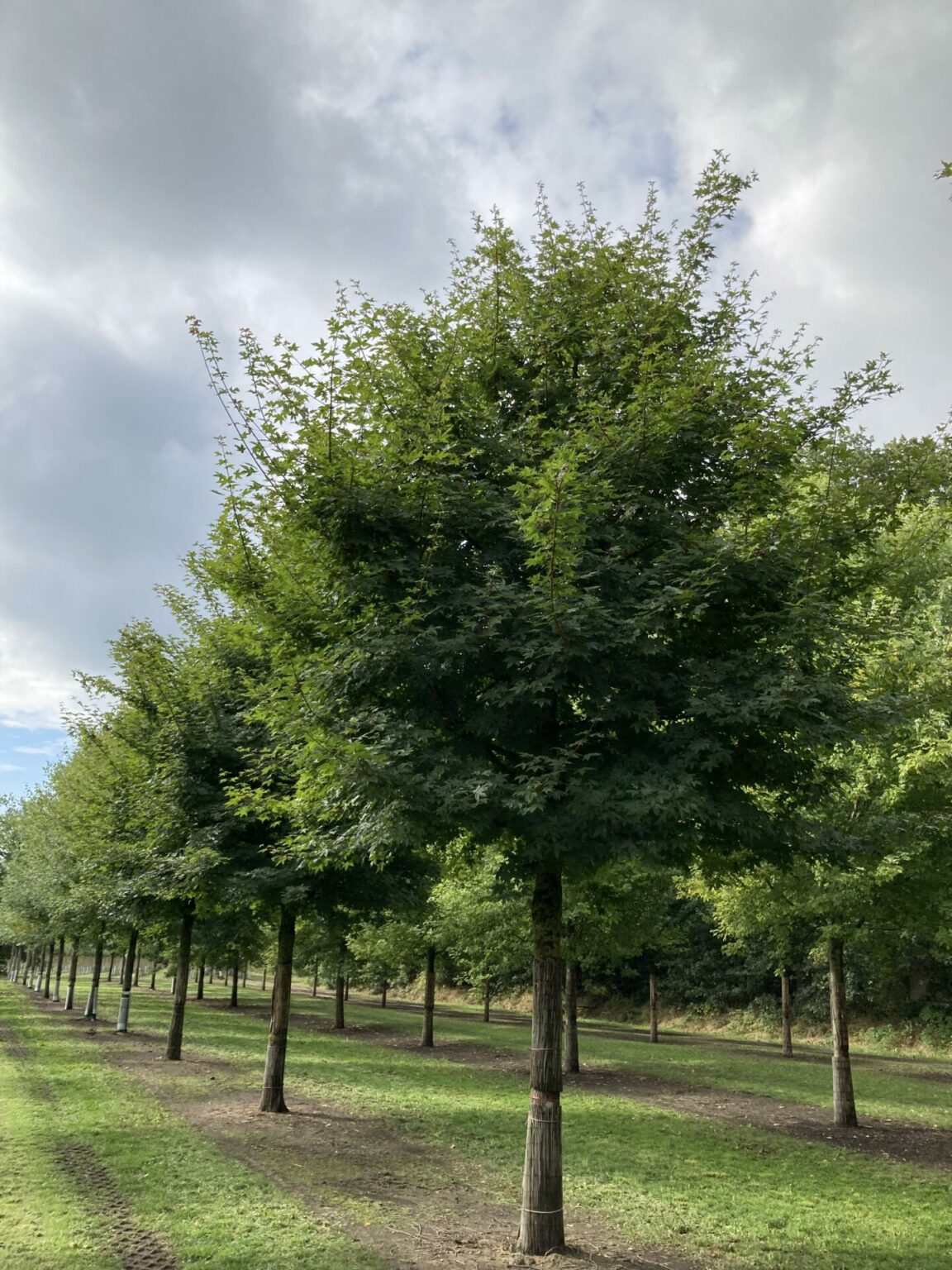 Acer x zoeschensis ‚Annae’ (Acer x neglectum ‚Annae‘) Bruns Pflanzen
