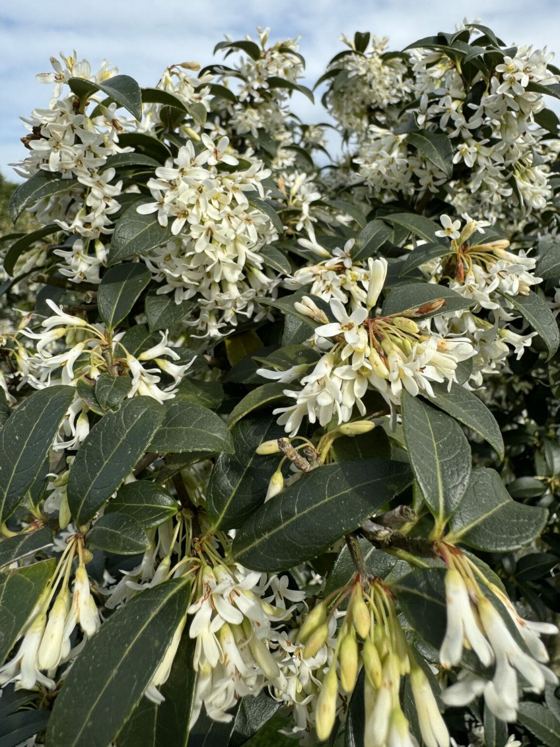 Fabelhafte Duftblüte Osmanthus Burkwoodii Fotos